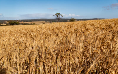 Planfarm helping foster Youth in Agriculture