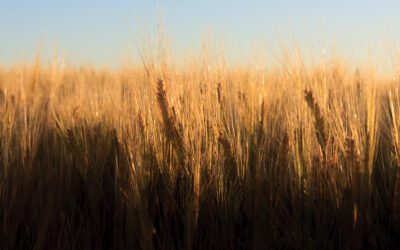 Barley There: The Brew-tiful Dilemma of Chasing Malt