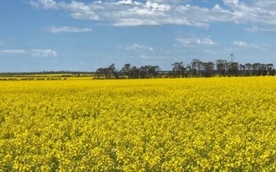 Turnip Yellows Virus