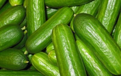 Quke Quke Crazy! What the innocent cucumber can teach us