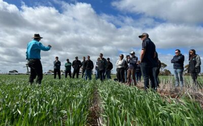 Strip & Disc Farming: The long and the short of it