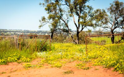 Transforming Australian Agriculture: The Power of Remote Sensing, GIS & AI