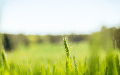 Tariffs, Turmoil & Trade: Why Your Grain Marketing Plan Matters More Than Ever