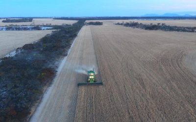 Farming Money Trees: The Benefits of Trees on Farm