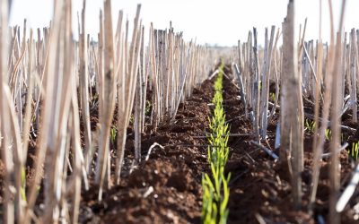 The Planfarm Internship Program for Undergraduates