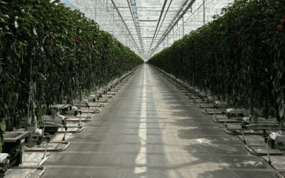 What Australian Ag Can Learn from Europe’s Precision Farming