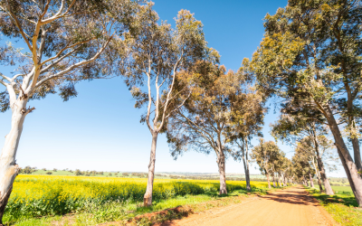 To tree or not to tree – that is the question?