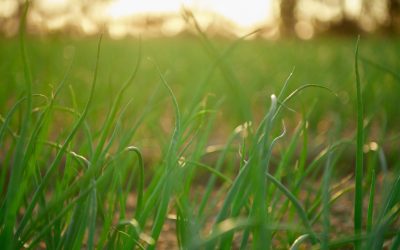 Navigating the Storm: Practical resilience for horticultural businesses