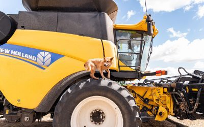 Hijacking Natural Human Instincts – a Cyber Criminal’s MO