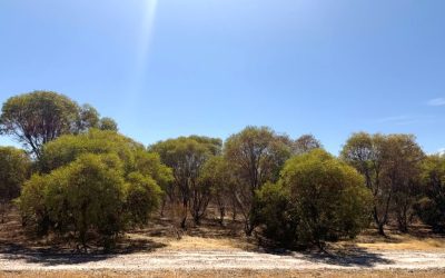 Compounding: Discipline Now, Freedom Later