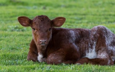 RBA increases the cash rate by 0.25% at the March Board meeting