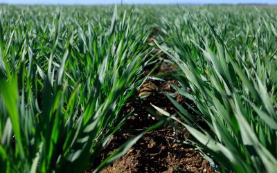 To Seed Or Not To Seed