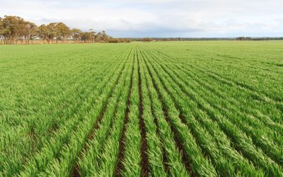 Simple Nitrogen Budgeting