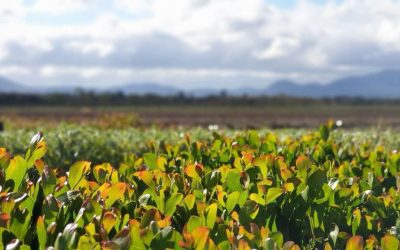 6 Lessons From the Paddock: What Actually Works on Farm